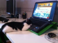 Katt vid dator